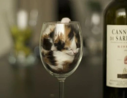 Mèo là một loại... “chất lỏng“