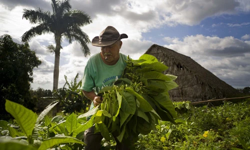 Thuốc lá Cuba nổi tiếng được sản xuất ra sao?