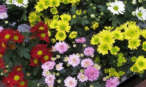 Tuyệt chiêu trồng chậu hoa cúc tuyệt đẹp chưng ngày Tết