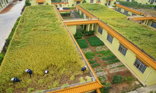 Không thể tin nổi những ruộng lúa khổng lồ trên sân thượng