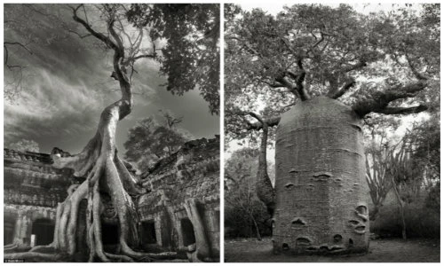 Ngước đầu ngắm những cây cổ thụ đẹp nhất thế giới