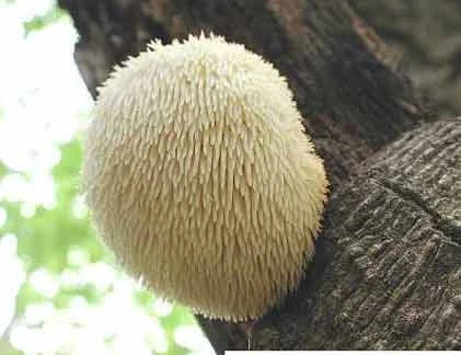 Những thực vật kỳ dị nhất Trái đất