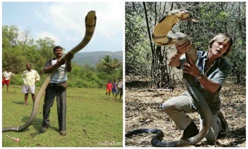 Cảnh chế ngự những con rắn hổ mang kịch độc khủng nhất