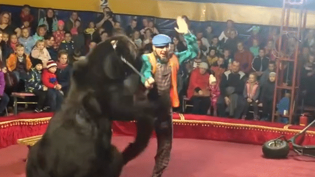 Video: Gấu nặng 3 tạ nổi điên tấn công huấn luyện viên