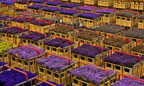 Tận mục chợ hoa tươi khổng lồ ở Hà Lan