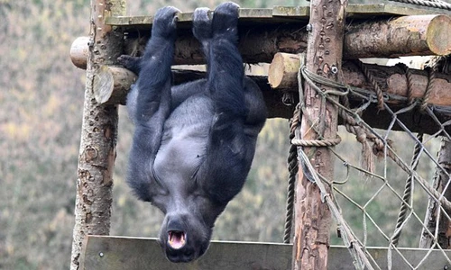Khỉ đột to lớn “tập thể hình” khoe cơ bắp cuồn cuộn
