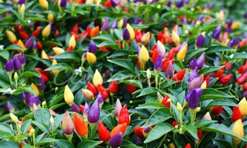 Thích thú với ớt cầu vồng bắt mắt