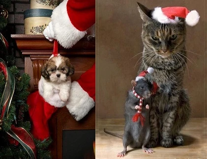 Động vật “thi nhau pose hình” đón Giáng sinh