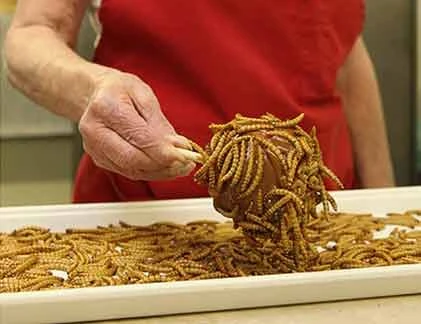 Cận cảnh món côn trùng nhúng chocolate “hút khách”