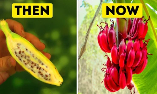Bất ngờ hình ảnh xưa và nay của các loại hoa quả quen thuộc