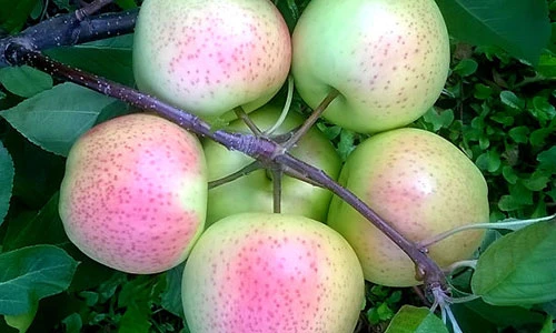 Khám phá loạt thực phẩm có hình dáng và màu sắc kỳ lạ