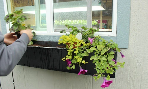 Cách trồng hoa trang trí cửa sổ nhà tuyệt đẹp