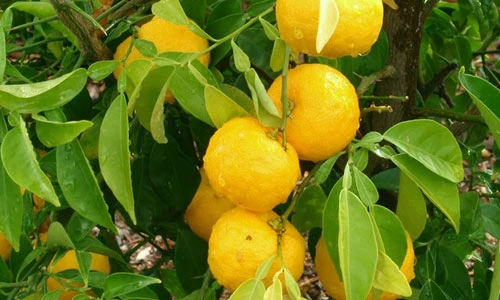 Hình ảnh giống cam vàng “đẻ ra tiền” nhờ dùng nấu rượu 