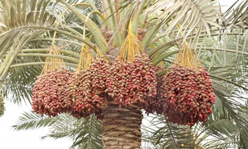 Chiêm ngưỡng hình dáng các hoa quả quen thuộc trước khi thu hoạch