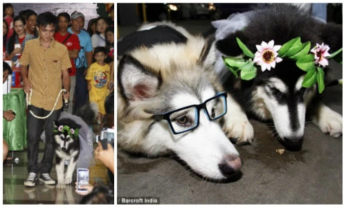 Hai chú chó làm đám cưới trước 100 khách mời