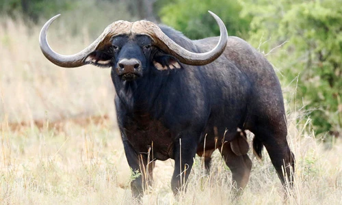 Tận mục giống trâu sừng cong đắt nhất thế giới, hơn 250 tỷ