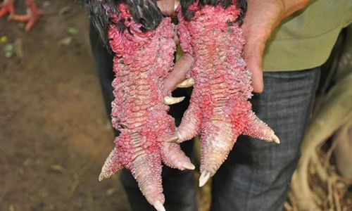 Chân khủng sần sùi móng rồng quý hiếm của gà Đông Tảo