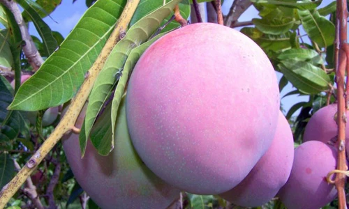 Trái cây ăn quả màu lạ hái ra tiền