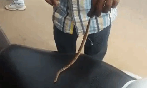 Video: Phát hoảng cảnh rút con rắn ra từ đầu xe tay ga