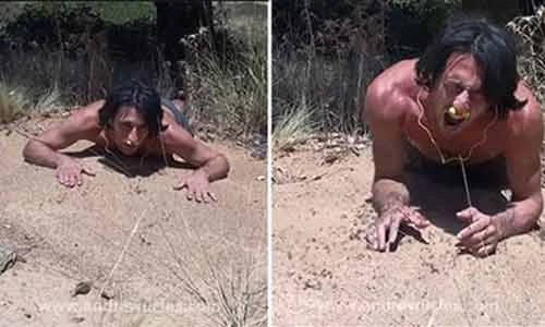 Clip chàng trai nằm trên tổ kiến khổng lồ gây bão mạng