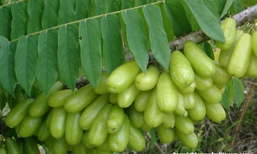 Hình ảnh khế tàu hình dáng dị thường mọc kín thân cây