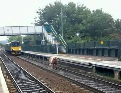 Cận cảnh bò làm tắc đường tàu 2 giờ đồng hồ