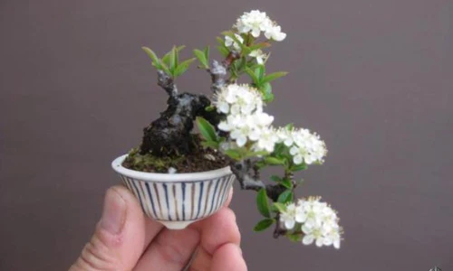 Top 10 cây bonsai nhỏ nhất thế giới