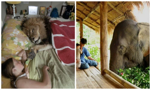 Ngộ nghĩnh cảnh động vật hoang dã chung nhà với người