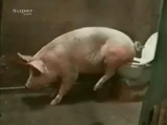 Ảnh hài hước nhất của những chú lợn
