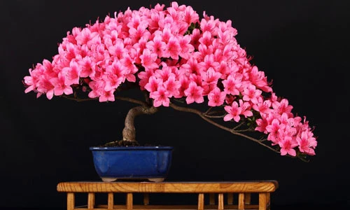 Những chậu hoa bonsai đẹp ngất ngây