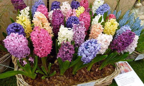 Bật mí cách trồng hoa tiên ông lạ mắt đón Tết