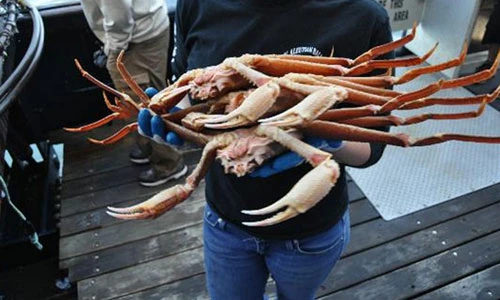 Độc đáo tour du lịch bắt cua “khủng”