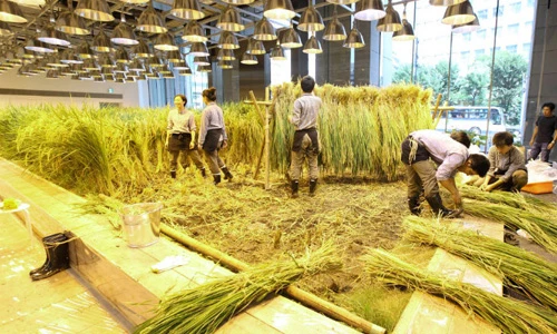 Choáng tòa nhà văn phòng trồng lúa, trồng rau bên trong