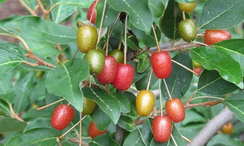 Đã mắt ngắm "nhót tây" hái ra tiền