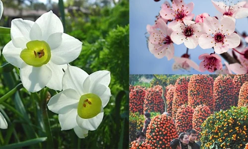 Những loại hoa quả Tết mang may mắn đến cả năm