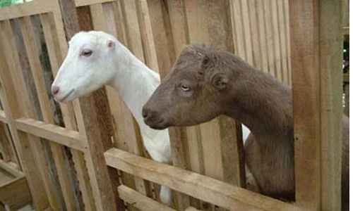 Khám phá trang trại "tận thu" dê