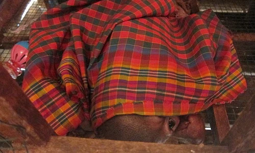 Giải cứu chú đười ươi đáng thương khỏi chuồng gà