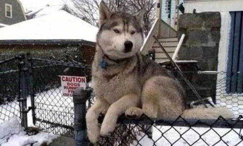 Hài hước những chú chó tưởng mình là mèo 