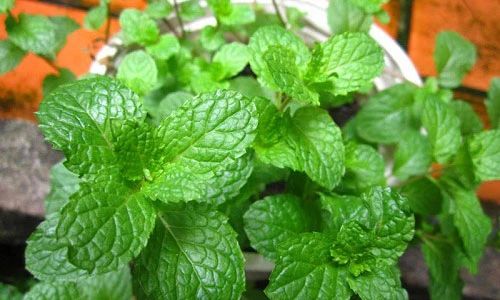 Những cây cỏ vườn nhà chữa đầy bụng khó tiêu hiệu quả