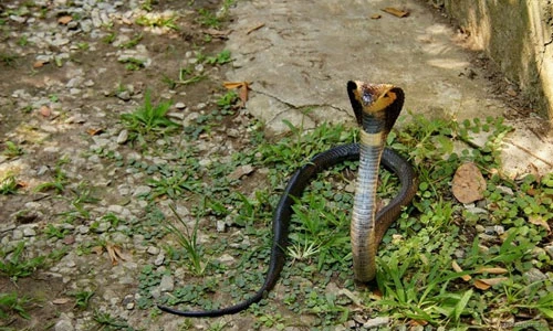 Rợn người hình ảnh chăm 50.000 con rắn độc