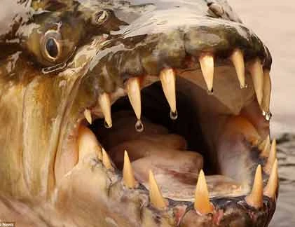 Cận cảnh hàm răng ghê rợn của những loài quái “khủng“