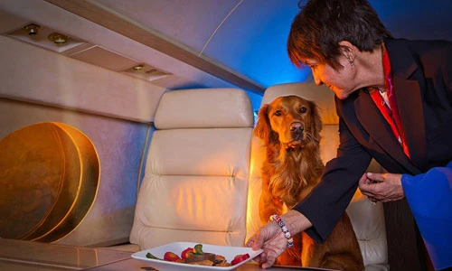 Thú cưng đi máy bay khoang VIP được phục vụ ra sao?