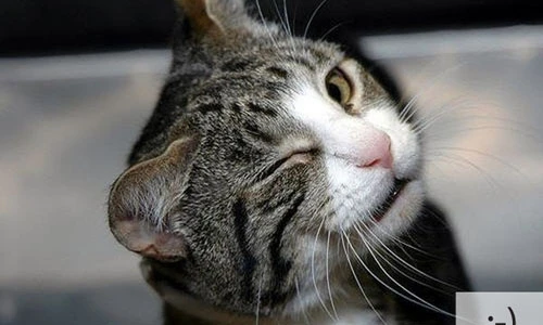 Bật cười với muôn kiểu sắc thái của mèo