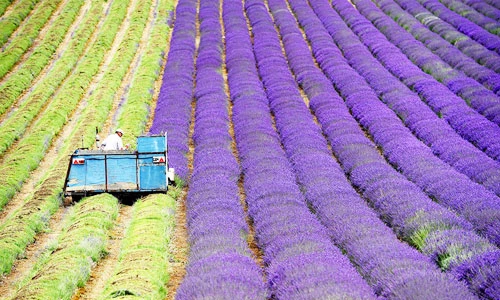 Vẻ đẹp mê hoặc hoa oải hương mùa thu hoạch