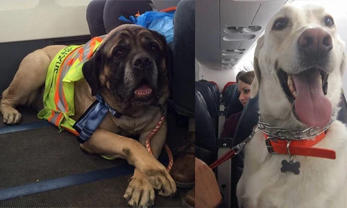 Bá đạo hình ảnh thú cưng của đại gia đi máy bay