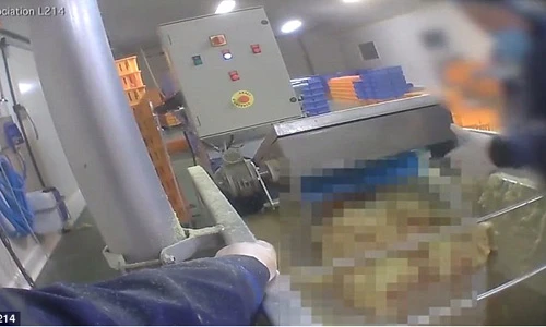 Sốc cảnh ngỗng bị nghiền chết tại nhà máy gan ngỗng