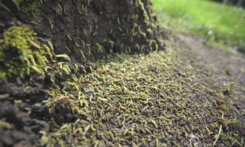 Rùng mình cảnh hàng triệu con sâu bướm đổ bộ thân cây