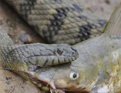 Kinh hoàng trăn “quái vật” nuốt chửng con mồi “khủng” (3)