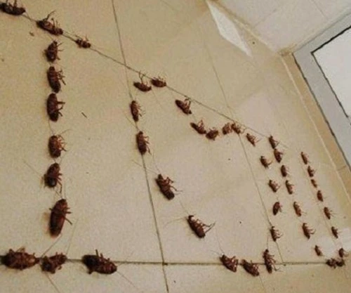 Muôn kiểu tỏ tình siêu "bá đạo" của sinh viên