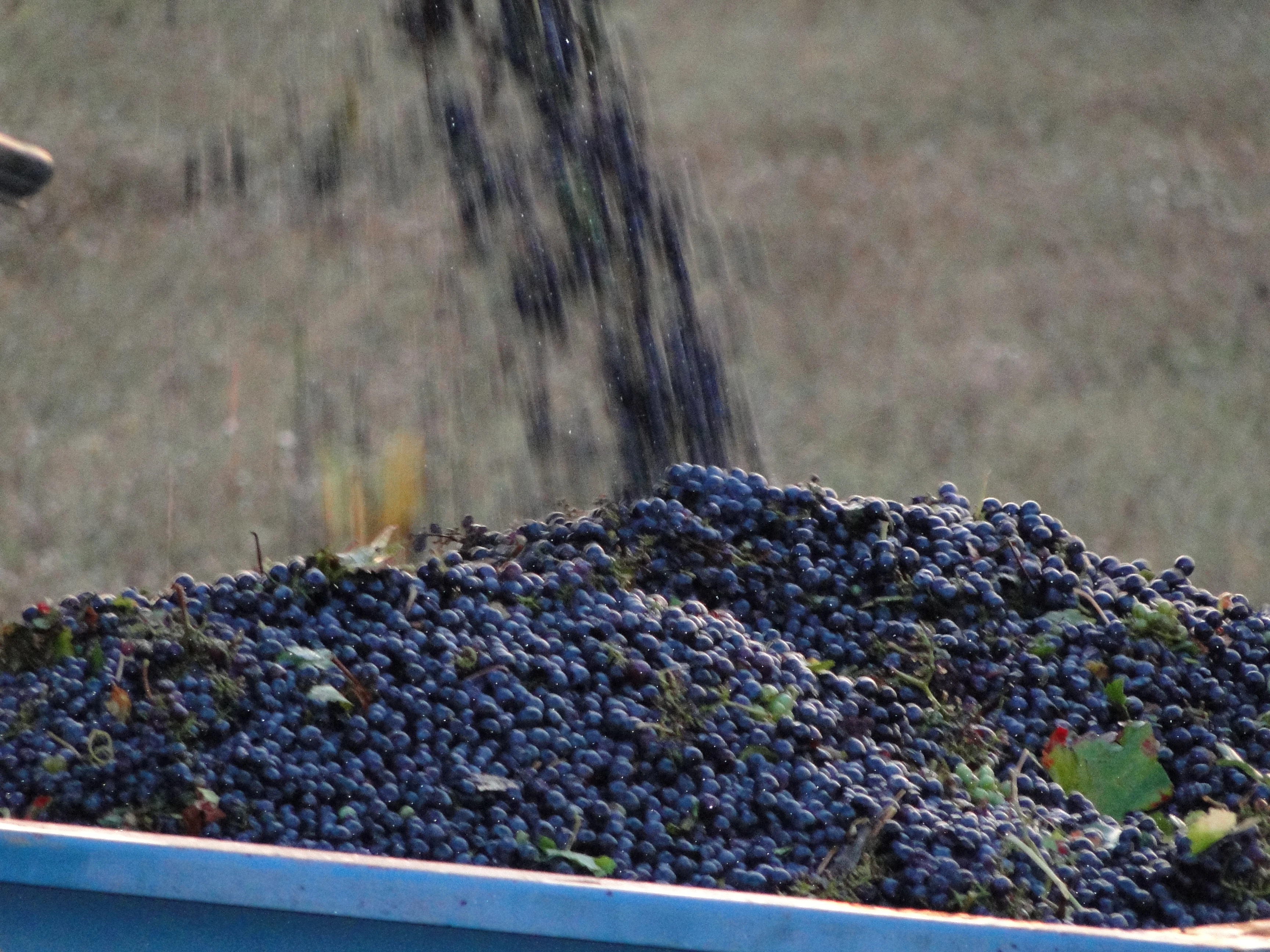 Xem hình ảnh thu hoạch nho bằng máy cực độc